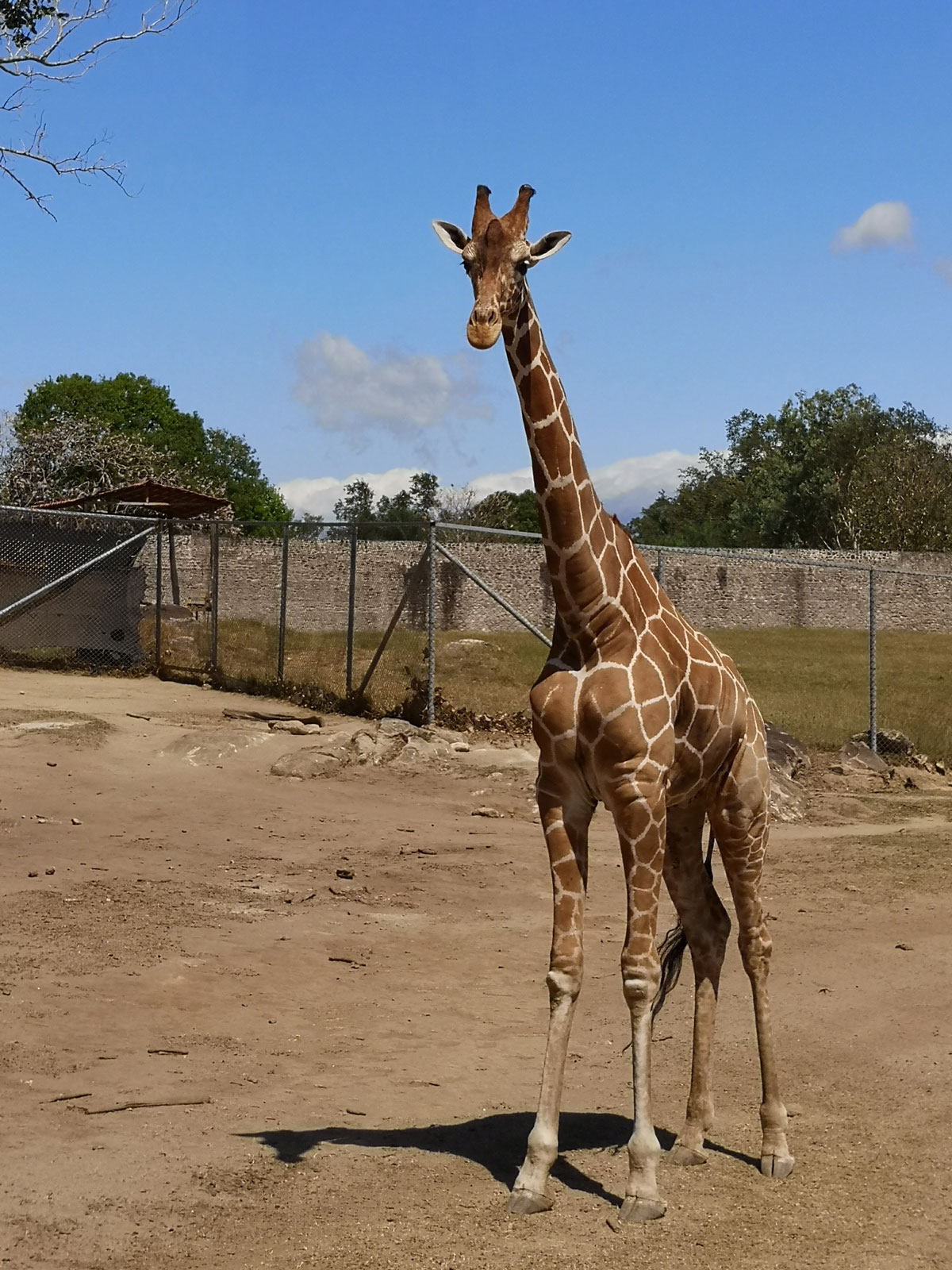 Jirafa Africa Mia