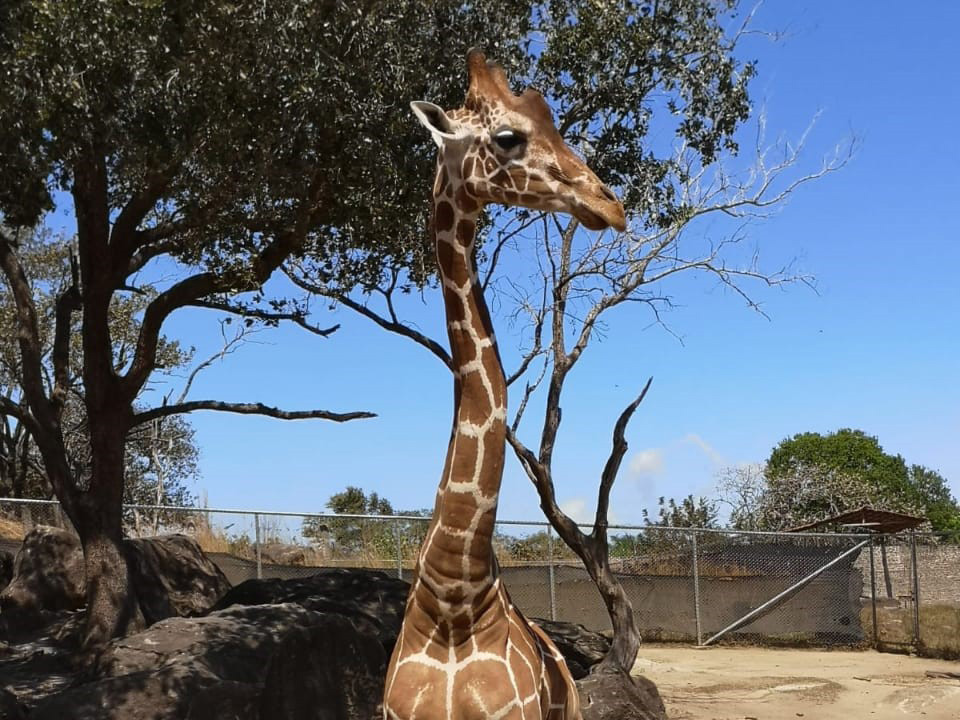 Ponderosa Zoologico Guanacaste